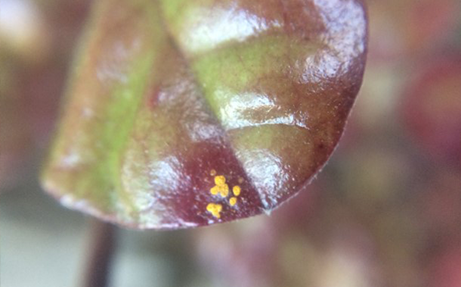 Myrtle rust on a leaf